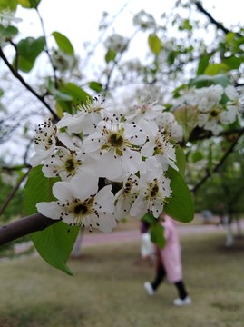 回頭看 梨花已落千山 梨花開