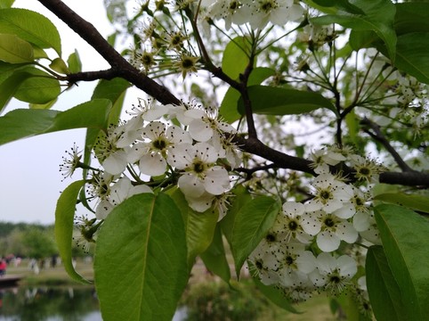 回頭看 梨花已落千山 梨花開