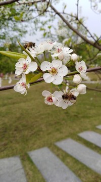 回頭看 梨花已落千山 梨花開