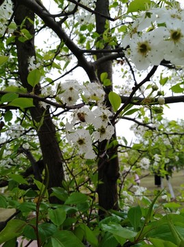 回頭看 梨花已落千山 梨花開
