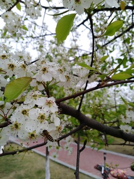 回頭看 梨花已落千山 梨花開