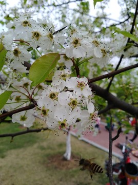 回頭看 梨花已落千山 梨花開