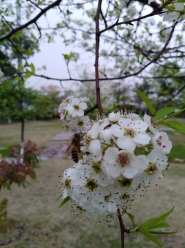 回頭看 梨花已落千山 梨花開