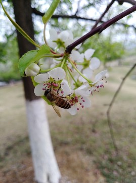 回頭看 梨花已落千山 梨花開(kāi)