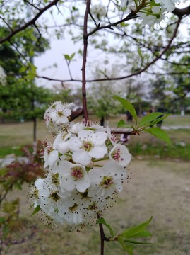 回頭看 梨花已落千山 梨花開