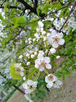 回頭看 梨花已落千山 梨花開