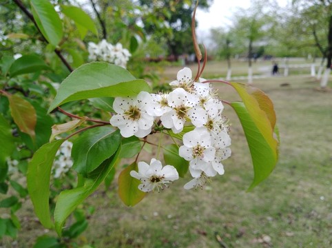 回頭看 梨花已落千山 梨花開(kāi)