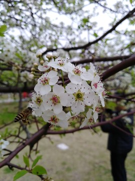 回頭看 梨花已落千山 梨花開(kāi)