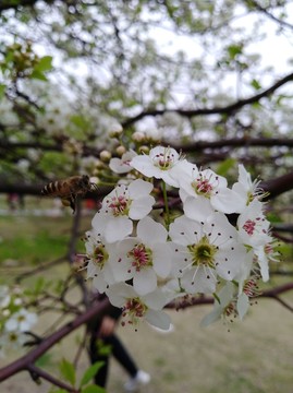 回頭看 梨花已落千山 梨花開