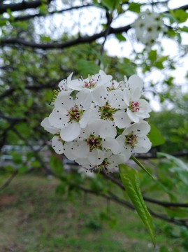 回頭看 梨花已落千山 梨花開