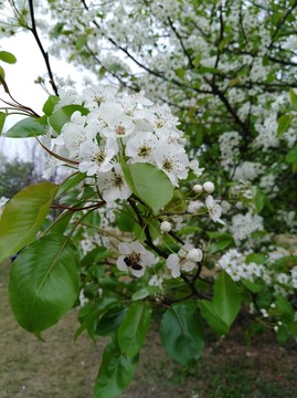 回頭看 梨花已落千山 梨花開