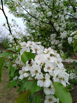 回頭看 梨花已落千山