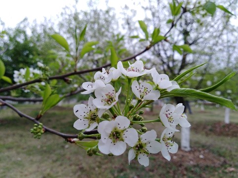回頭看 梨花已落千山 梨花開