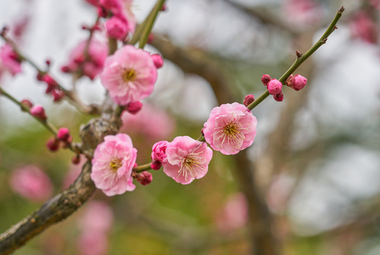 梅花枝 高清晰