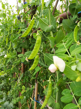 豌豆種植