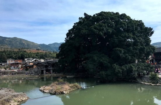 云水謠 百年榕樹