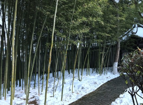 雪后 竹林