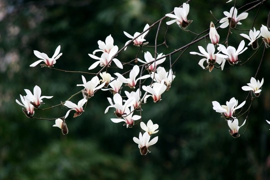 玉蘭花