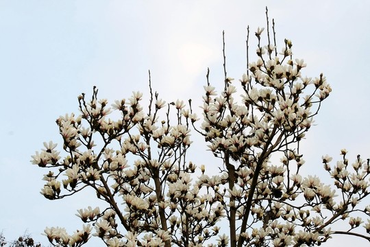 玉蘭花