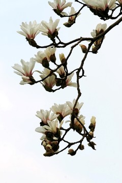 玉蘭花