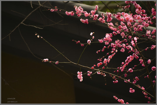 四川紅梅花