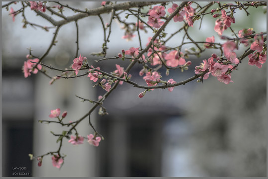 鐵血海棠花