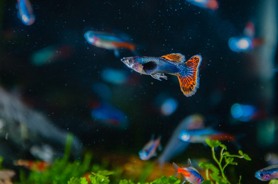 寵物魚