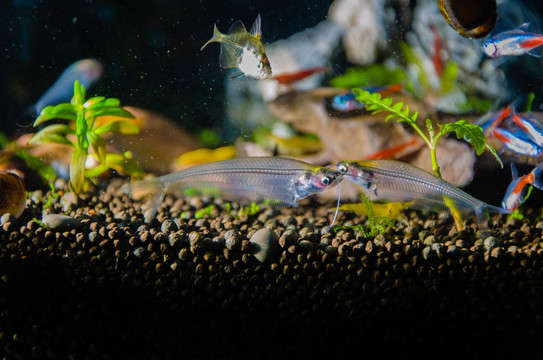 寵物魚