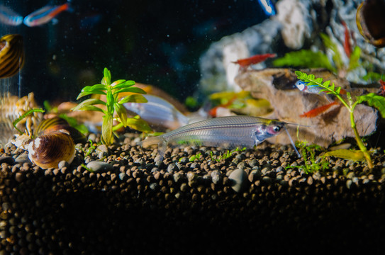 寵物魚