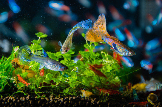 寵物魚