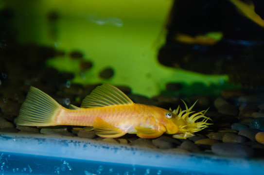 寵物魚(yú)