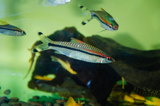 寵物魚(yú)