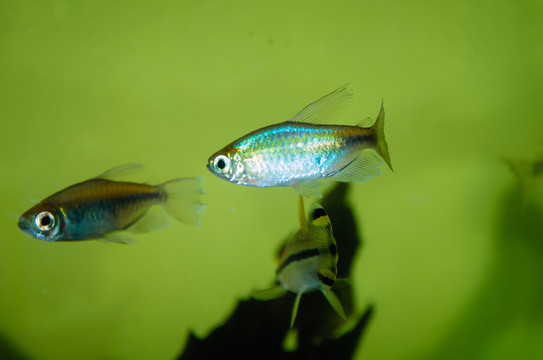 寵物魚