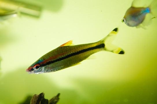 寵物魚