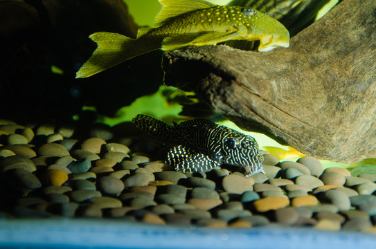 寵物魚