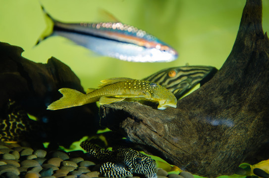寵物魚