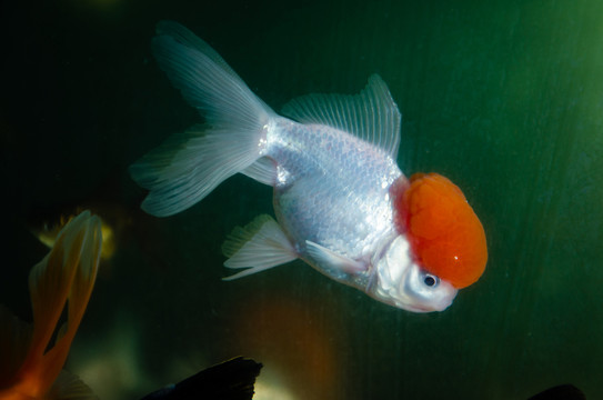 金魚