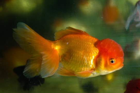 金魚(yú)