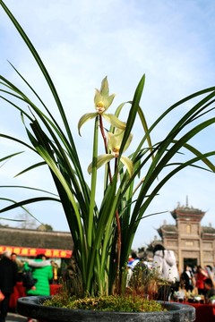 蘭草