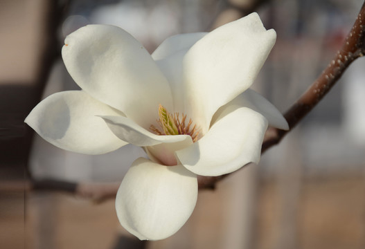 玉蘭花