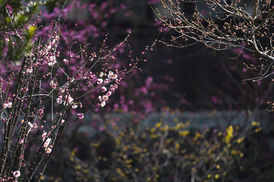 春梅