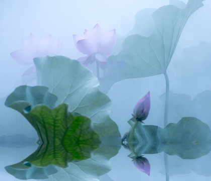 水墨畫 荷花