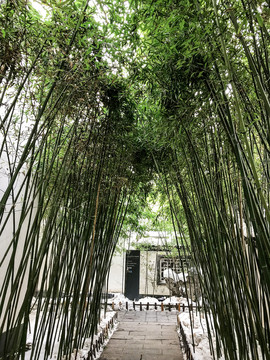 園林小景 竹林