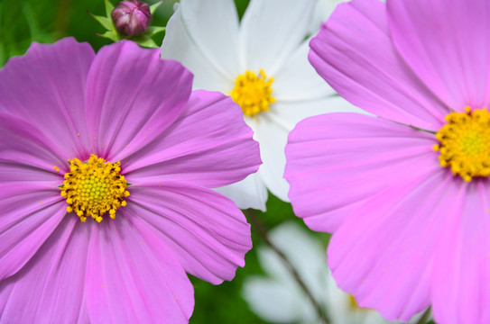 格桑花