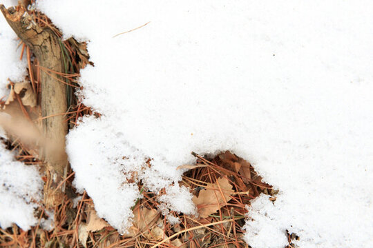 雪地 白雪