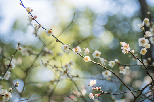 梅花