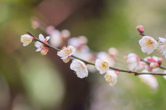 梅花