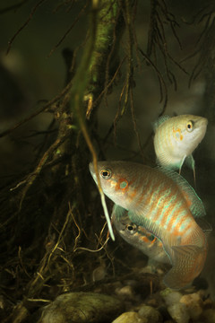 野生斗魚