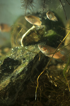 野生斗魚