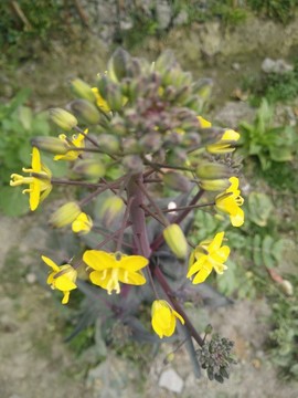菜花